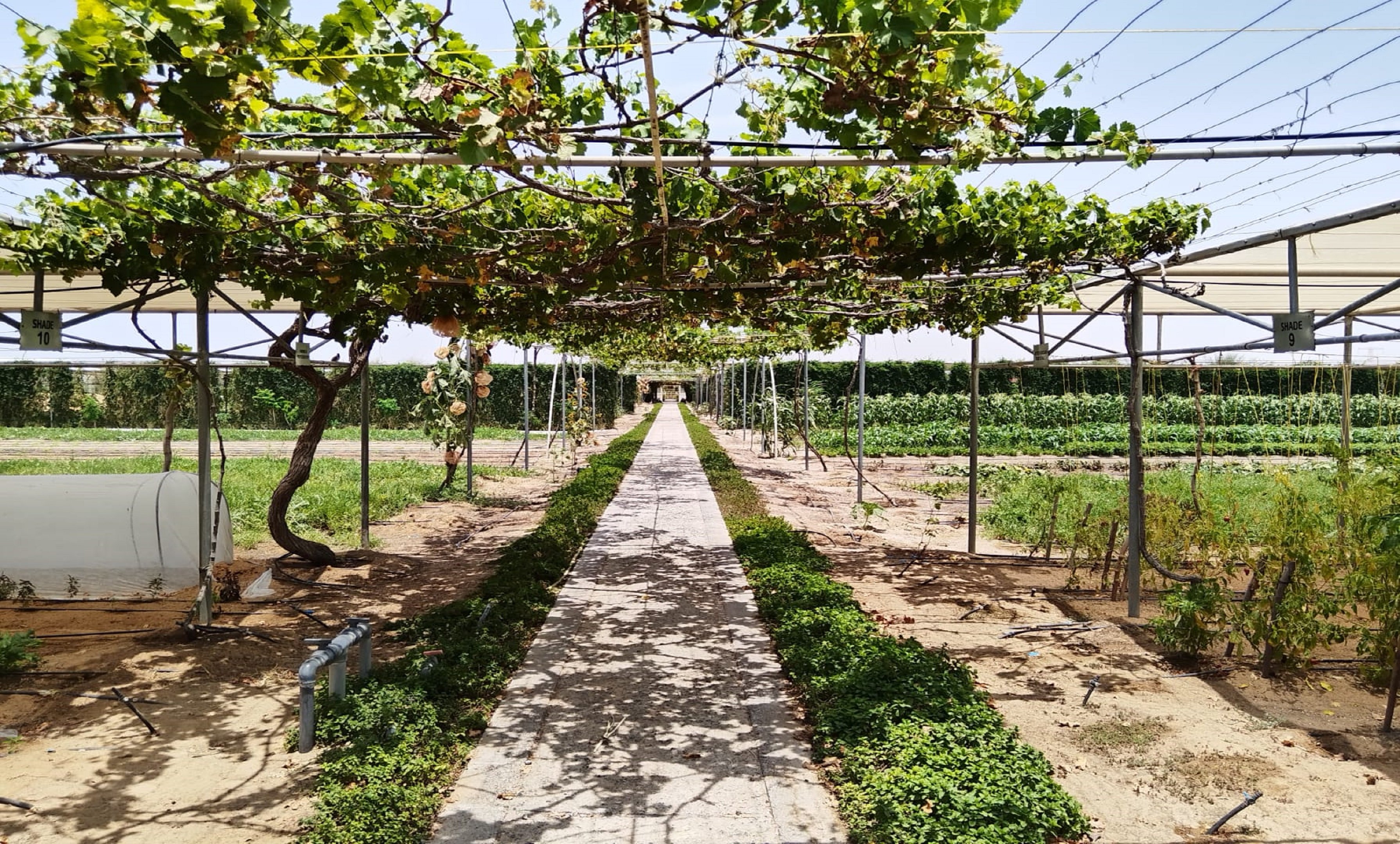 Abu Dhabi Organic Farms   Mazaraa