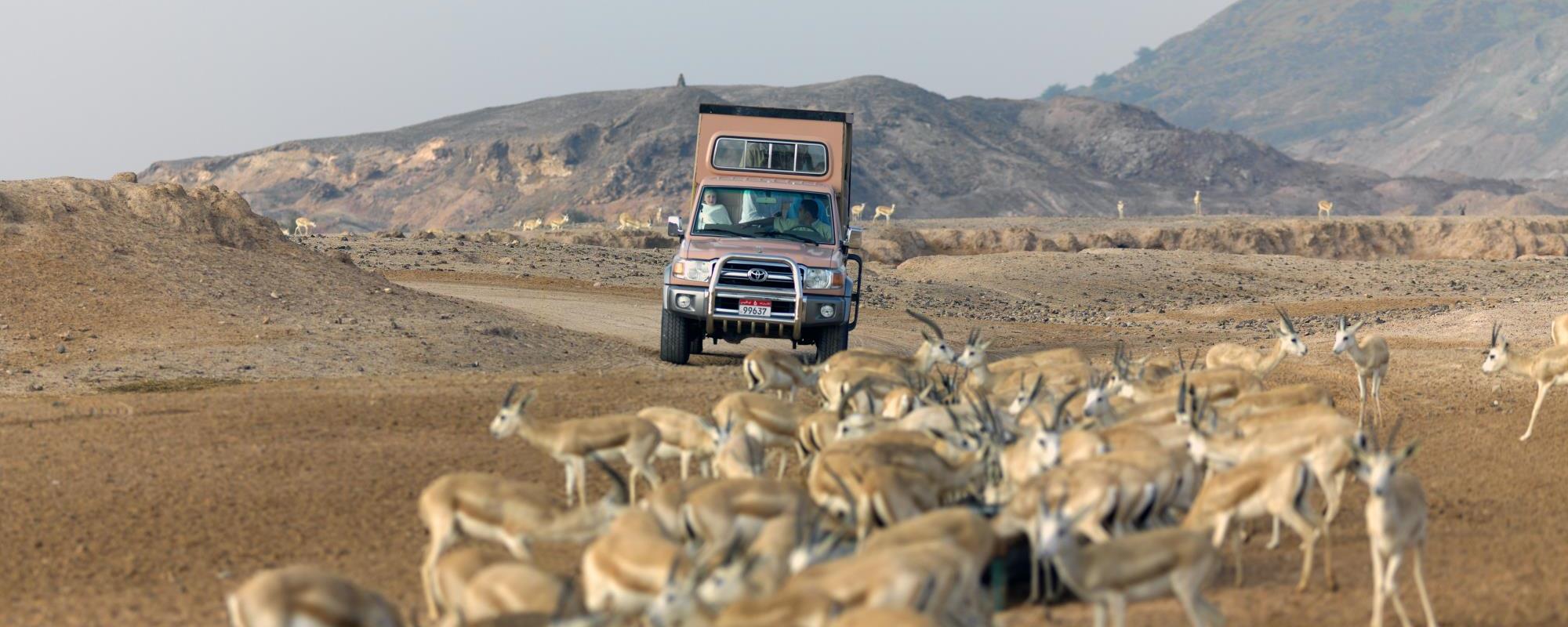 Arabian-Wildlife-Park-Hero-02.jpg